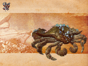 Crab wallpaper